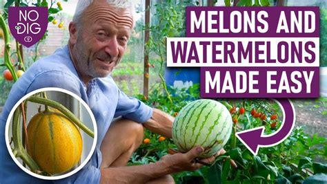 melontune|melons videos